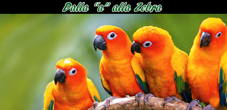 images-5-ott
